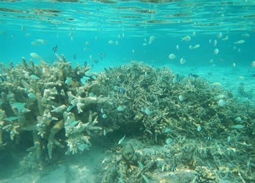 泰姬珊瑚岛海底珊瑚